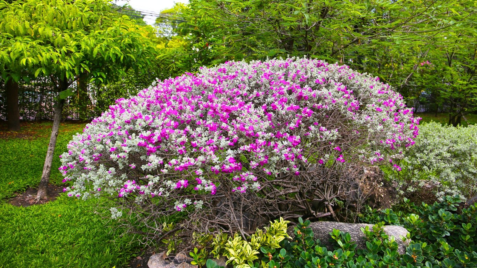 A rounded bush with a dense covering of small, bright pink flowers and silvery-green foliage.