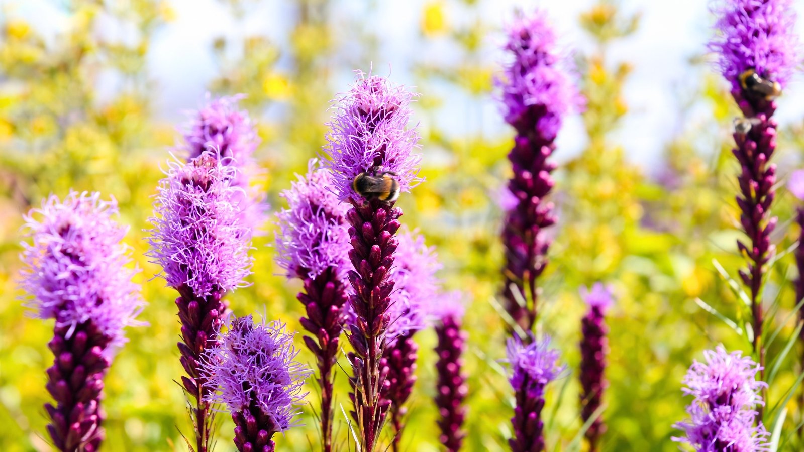 A cluster of tall, upright purple flower spikes with a feathery, bristly texture stands prominently, with a bee visible on one of the blooms.