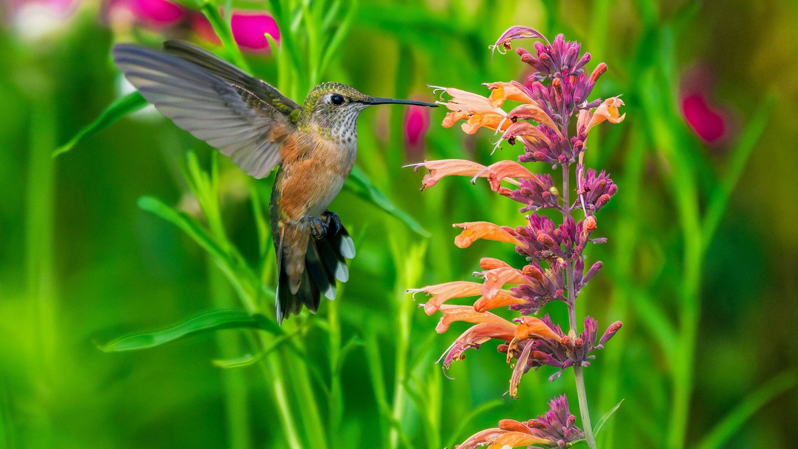 Close up of bird and licorice mint flower with green grass blades in the background.