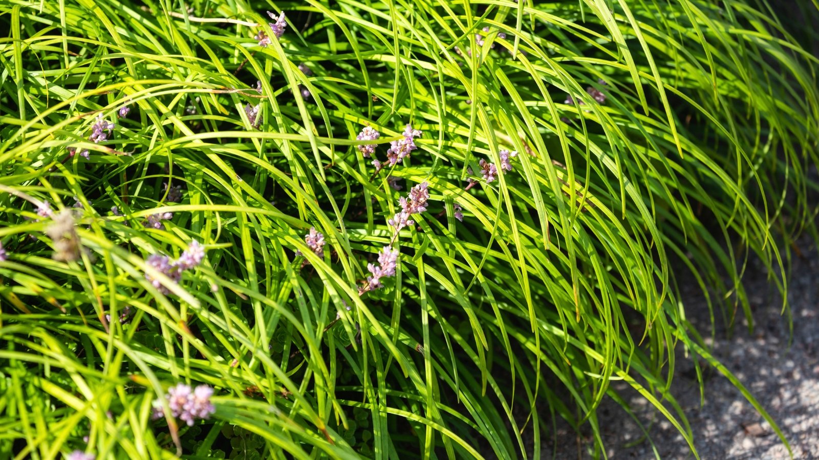 Long, slender, arching blades of bright green foliage form a dense groundcover, interspersed with small spikes of delicate purple blooms.