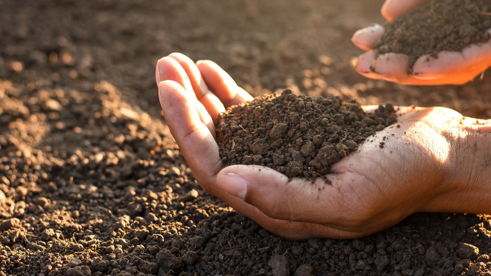 Hands hold rich, dark loam soil with a crumbly texture above the ground, showing a mix of sand, silt, and organic matter.