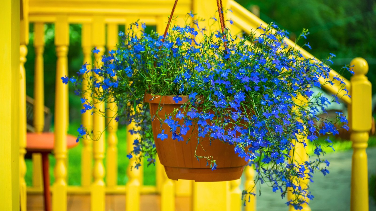 A hanging basket overflows with a cascade of tiny, vivid blue flowers, each with a small white center, among green stems.