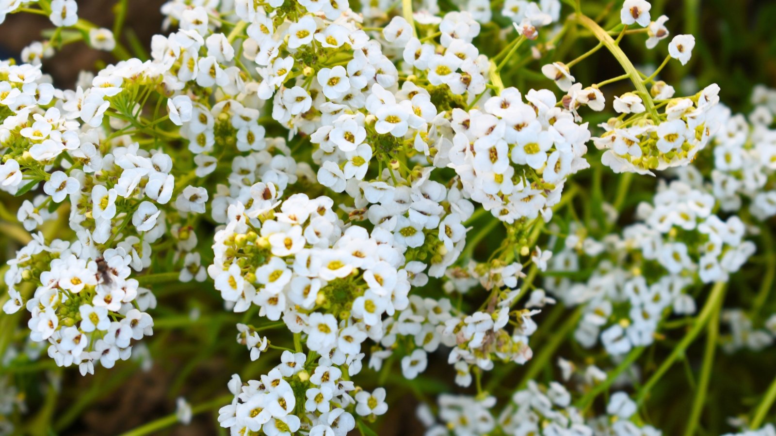A dense mound of tiny, four-petaled white flowers with small yellow centers covers a bed of green foliage.