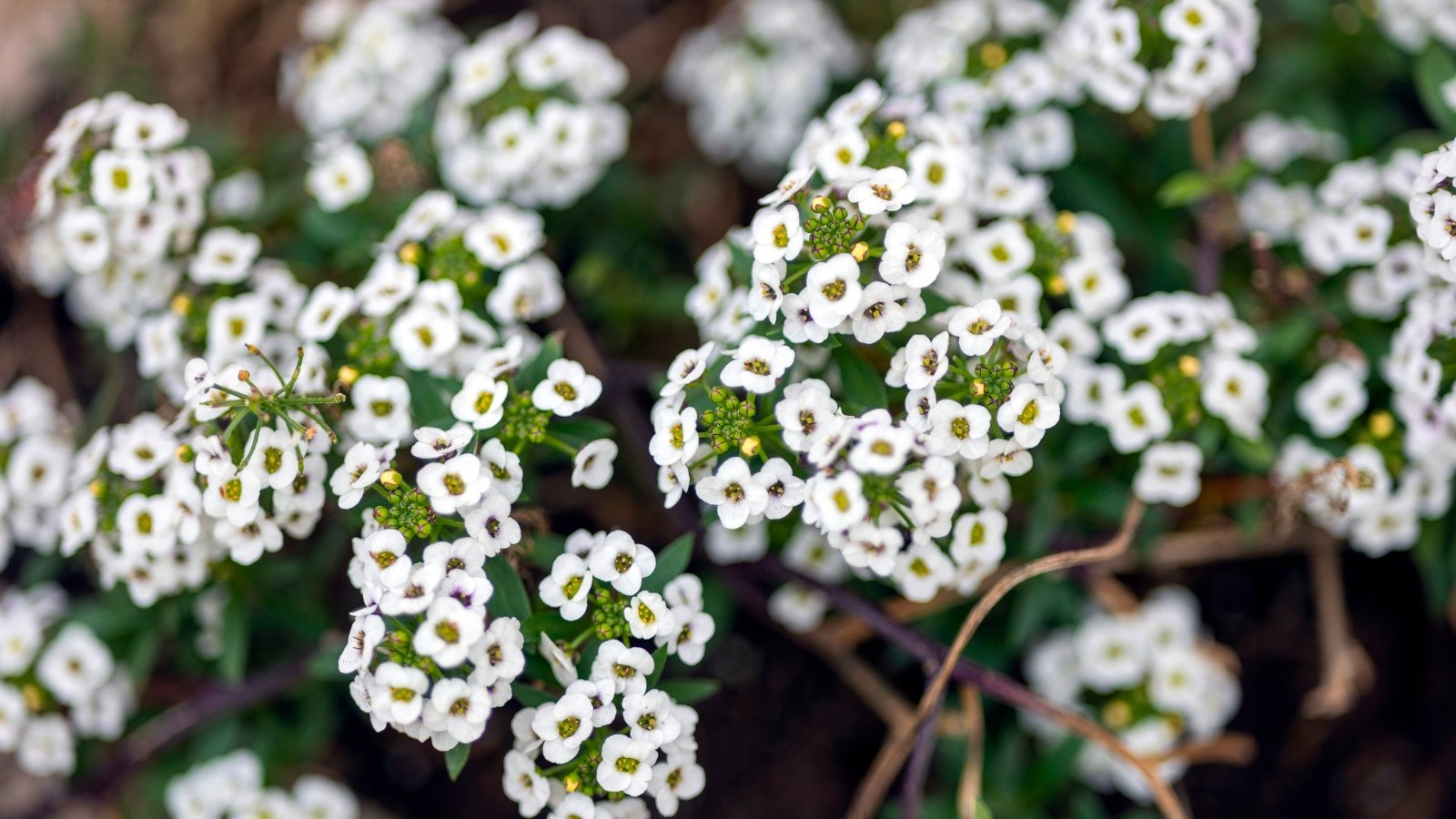 A dense carpet of tiny white flowers with yellow-green centers, creating a soft, cloud-like texture.