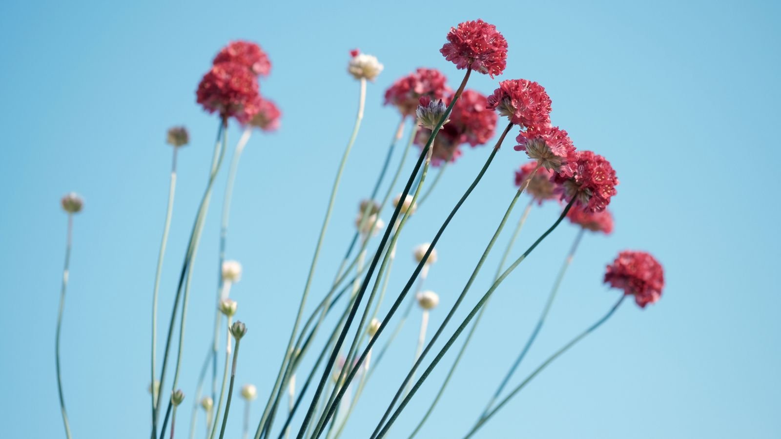 Long stems of sea thrifts appearing scarlet with small buds having the blue sky in the background