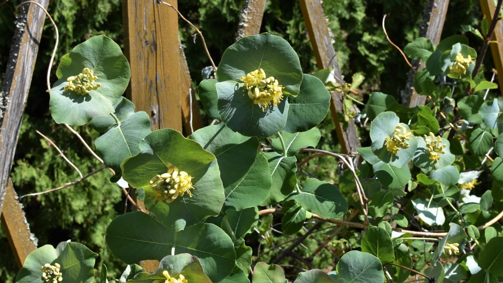 Silvery, round bracts surround golden tubular blooms on twining green vines with soft, bluish-green leaves.