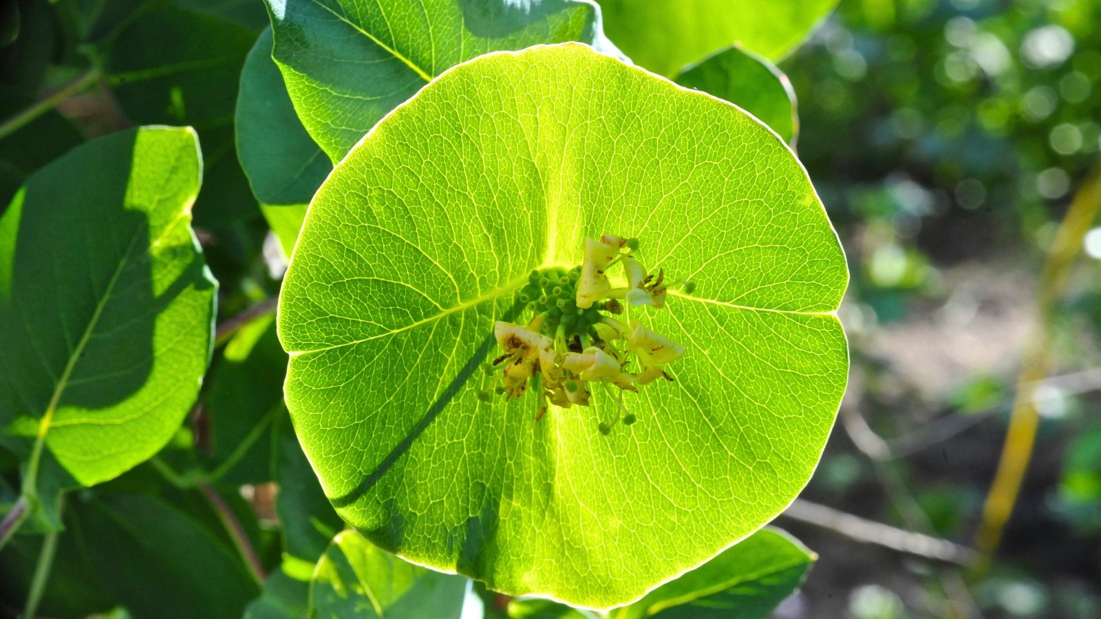 A close-up shows a large, round, vibrant green leaf with prominent veins, at the center of which a cluster of small, pale yellow flowers with delicate stamens is emerging.