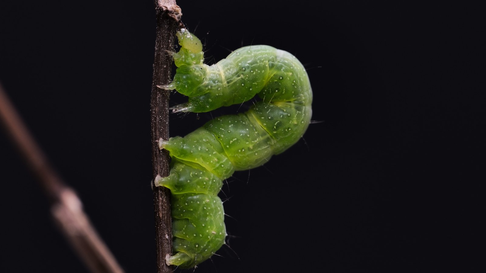 A green looper clings to a plant stem, its arched body forming a characteristic inchworm shape.