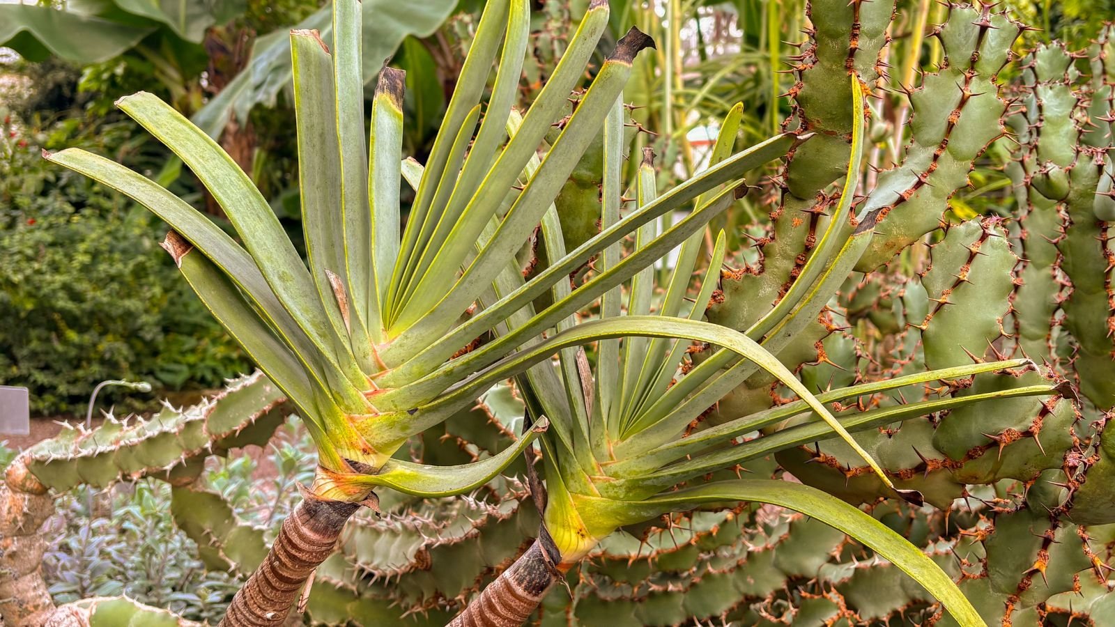 Lovely Kumara plicatilis plants with thick woody stems and long thick leaves appearing deep green