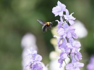 Lovely delphiniums pots containers with a bee floating nearby, placed in an area with abundant sunlight