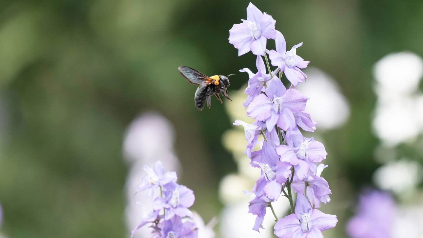 Lovely delphiniums pots containers with a bee floating nearby, placed in an area with abundant sunlight