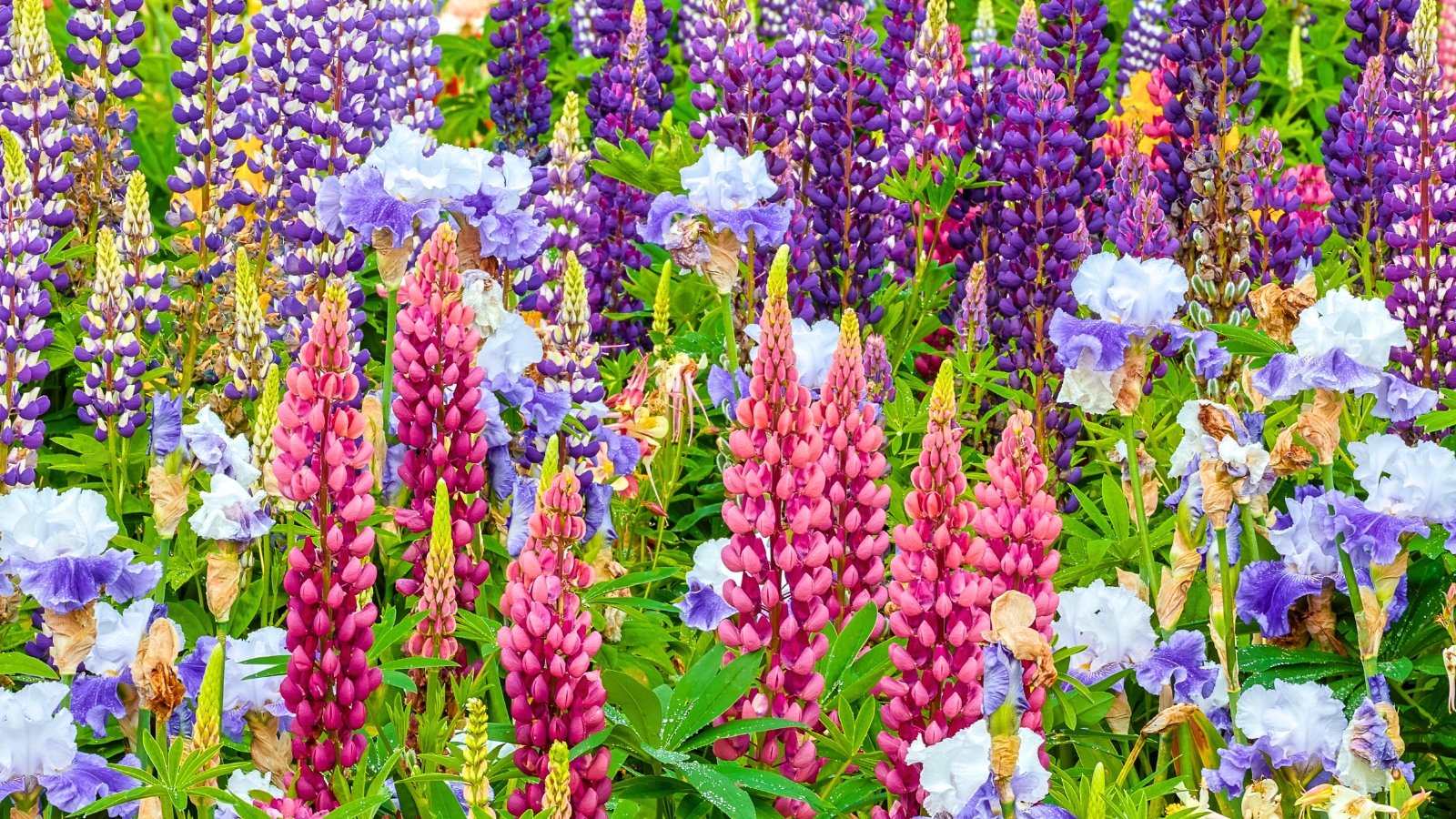 A field of vibrant pink, purple, and blue flowers with tightly clustered petals forms tall, upright spires.