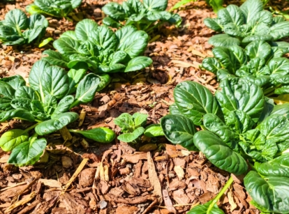 Lush growing bok choy bok choy plants with broad, glossy green leaves and thick white stalks grow vigorously in a permaculture garden mulched with wood chips.