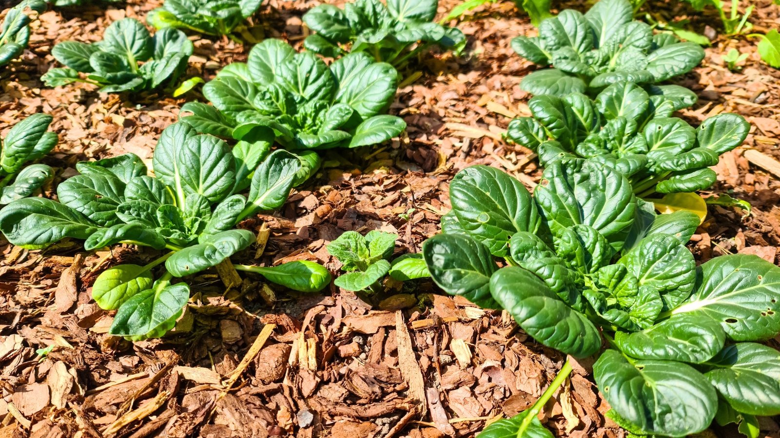 Lush bok choy plants with broad, glossy green leaves and thick white stalks grow vigorously in a permaculture garden mulched with wood chips.