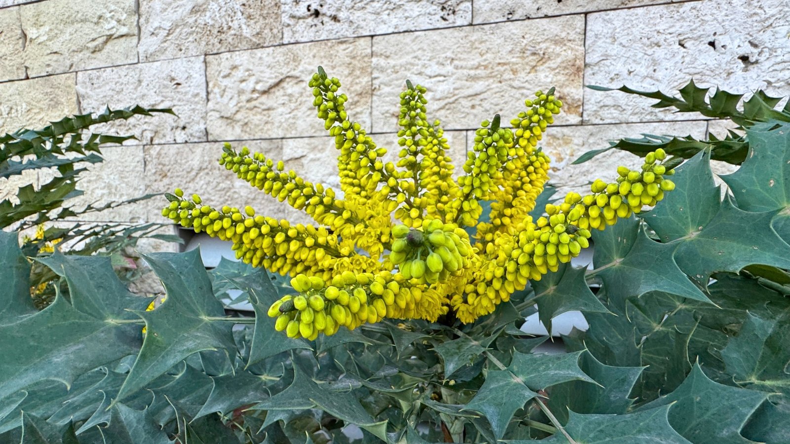 A vibrant yellow, spiky flower cluster emerges from a base of large, blue-green, spiky leaves.