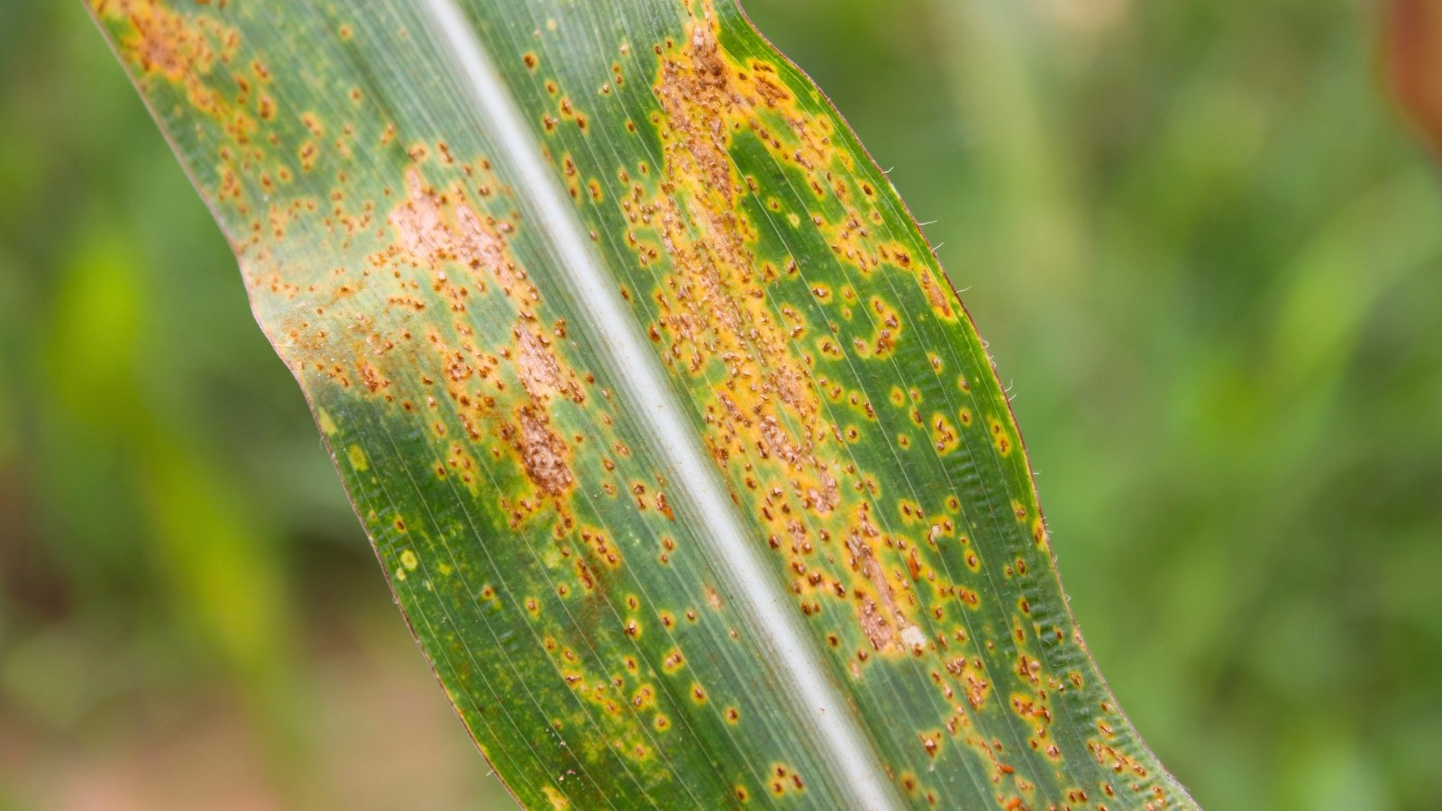 Orange-brown pustules scattered across green maize leaves, showing signs of rust disease infection.