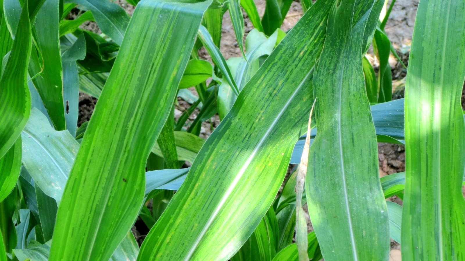 Corn leaves display bright yellow to pale green streaks running parallel along the veins.