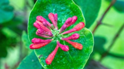A close-up of a cluster of tubular red-orange flower buds, framed by a pair of smooth, oval blue-green leaves fused at the base.