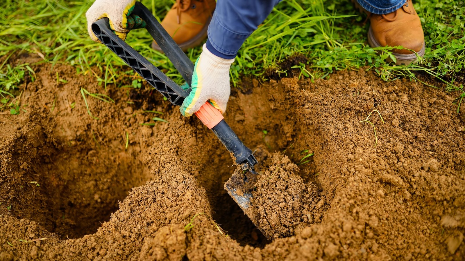 A gardener with a large shovel digs large holes in loose orange-brown soil to plant evergreen trees.