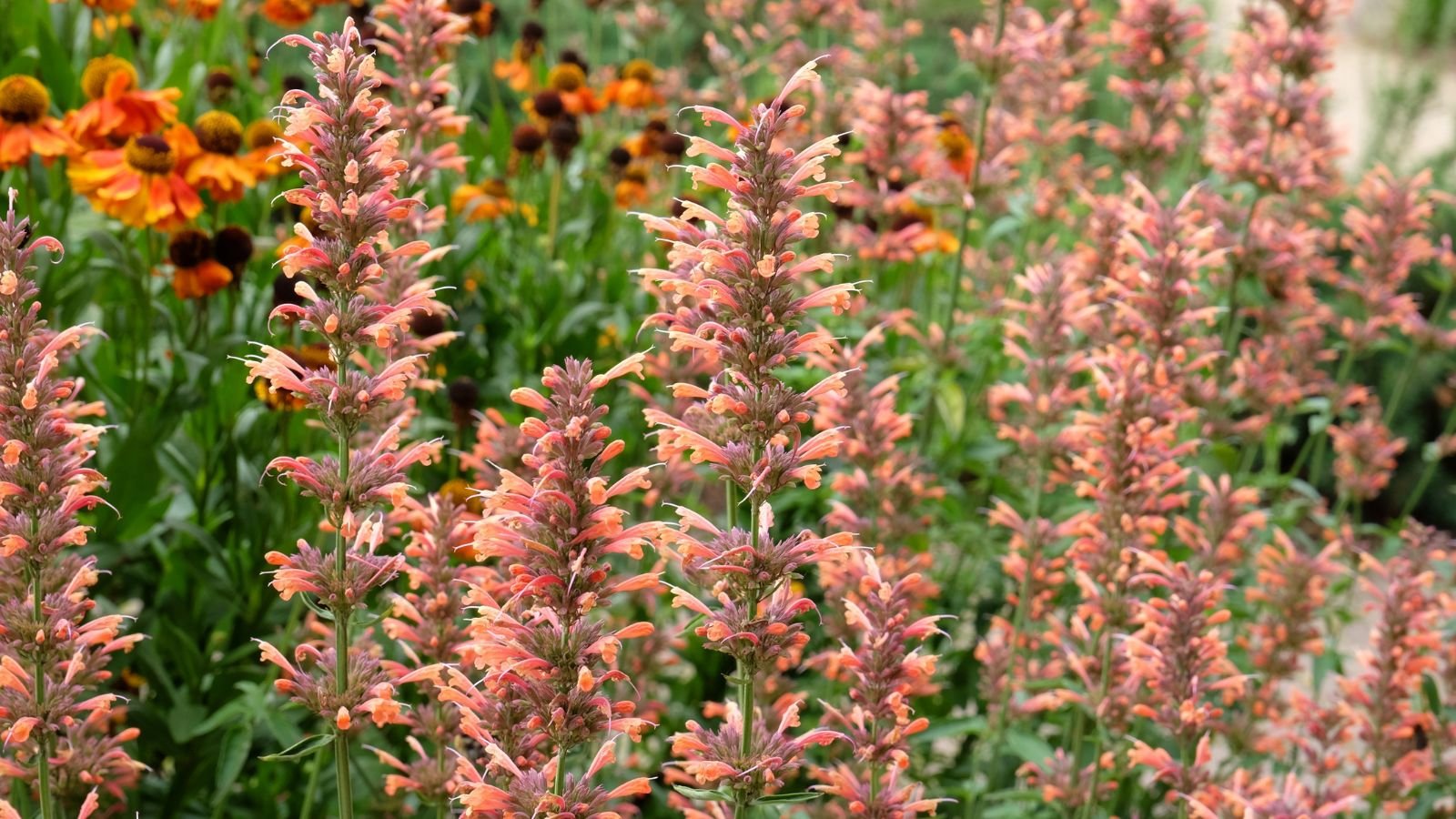Many Agastache rupestris plants, each stalk covered in peach blooms with other plants in the background