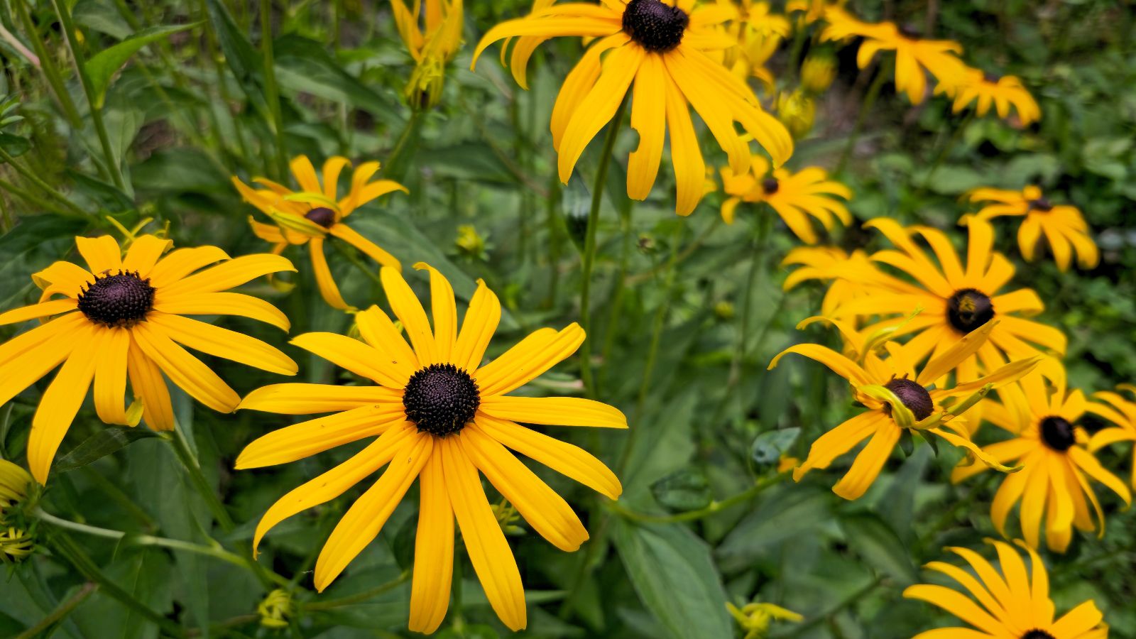 Many healthy Brown-eyed susan flowers with long and bright yellow petals looking delicate and soft under the light