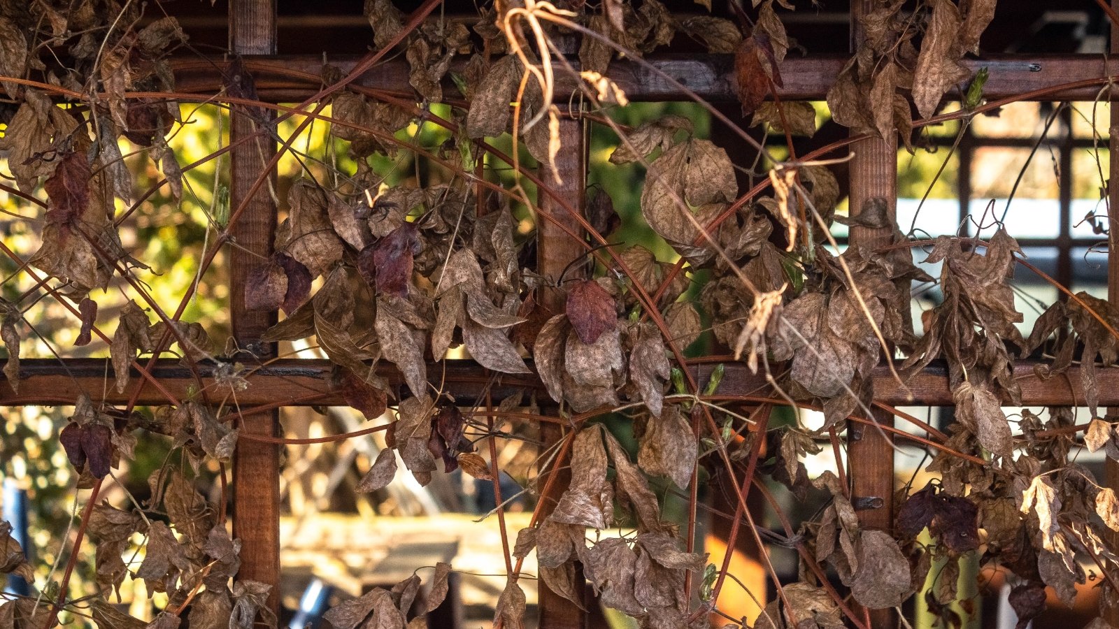 A mass of tangled, wilted, and dried stems and curled leaves clings to a vertical wooden trellis.