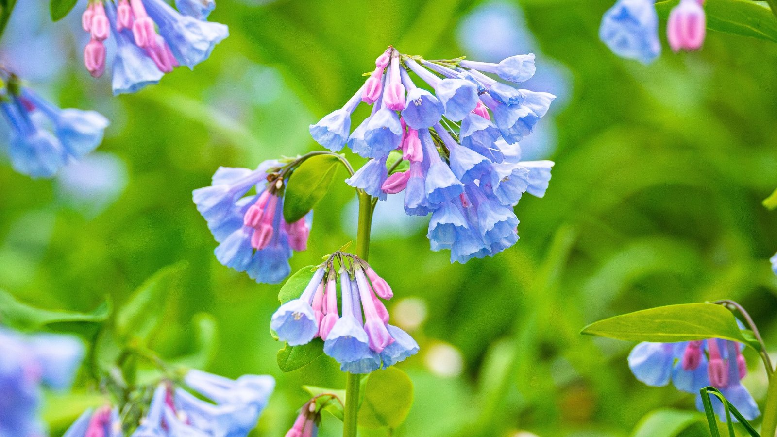A cluster of delicate, bell-shaped flowers in shades of blue and pink hangs from a green stem, with similar flowers scattered in the blurred background.