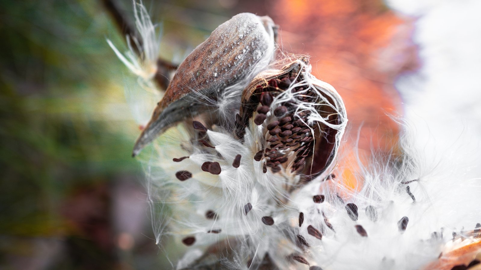 Milkweed seedheads bursting open to release silky, white floss attached to small brown seeds.
