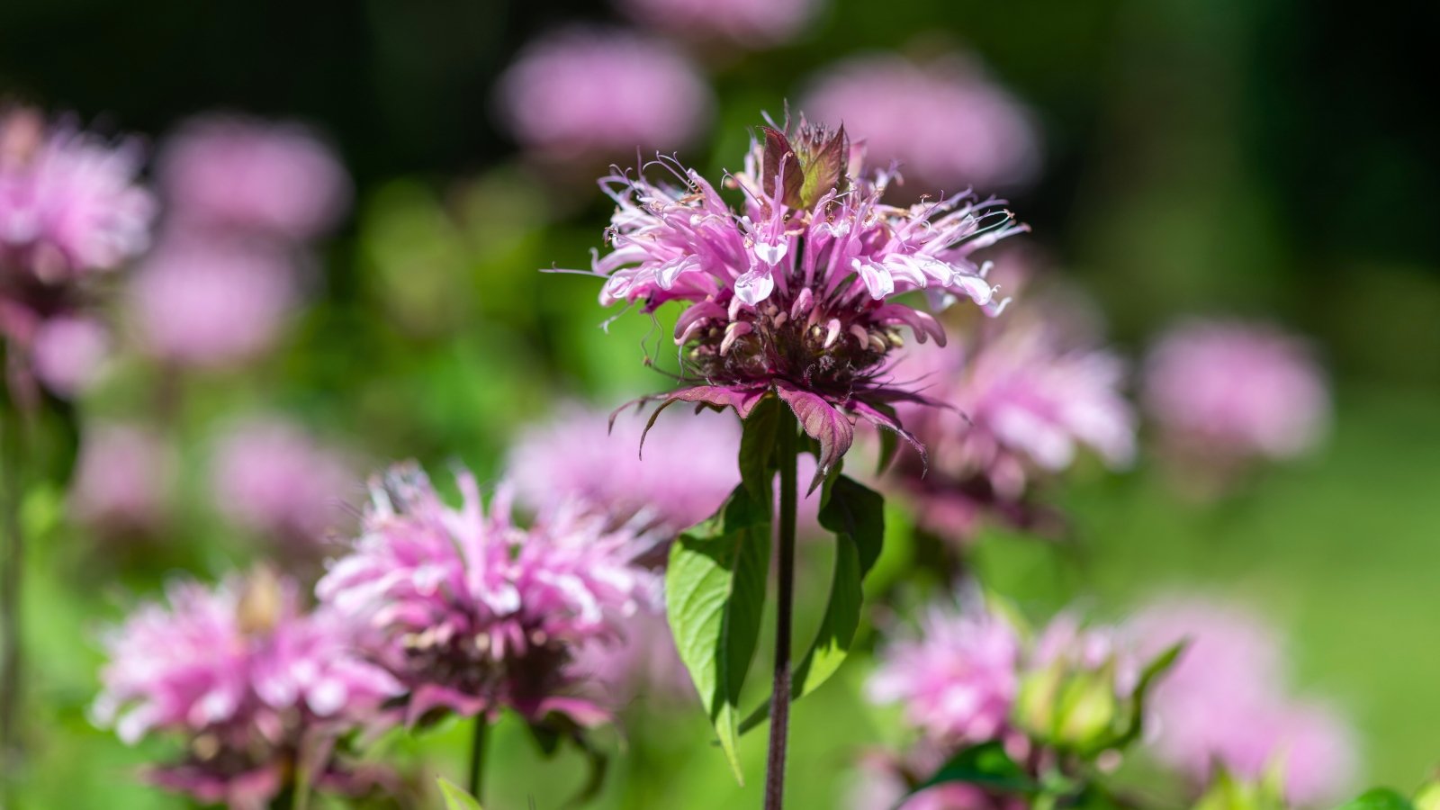 A purple-pink, shaggy-textured flower head with protruding stamens sits atop a slender green stem, surrounded by several dark green bracts and blurred green foliage in the background.