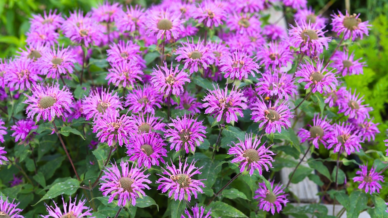 A vibrant collection of spiky, thistle-like purple-pink flowers with prominent central discs and slender petals radiates outwards from the center.