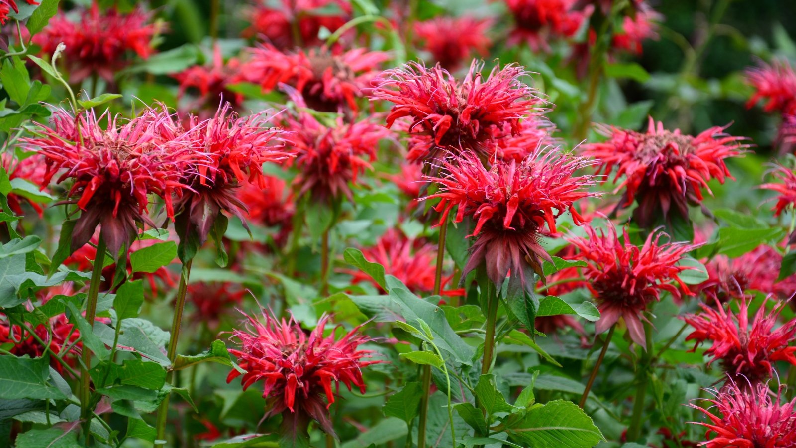 Clusters of tubular red flowers with ragged edges grow on tall stems above dark green leaves.