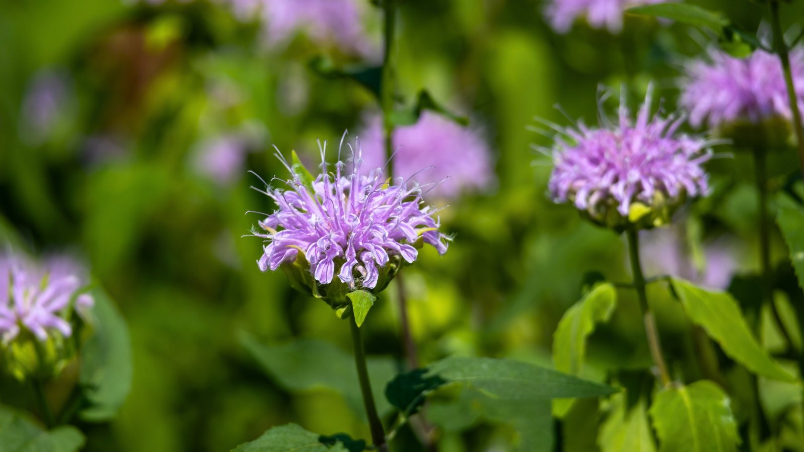 A vibrant purple, shaggy flower head with numerous tubular petals and long stamens protrudes from a green base, surrounded by dark green leaves.