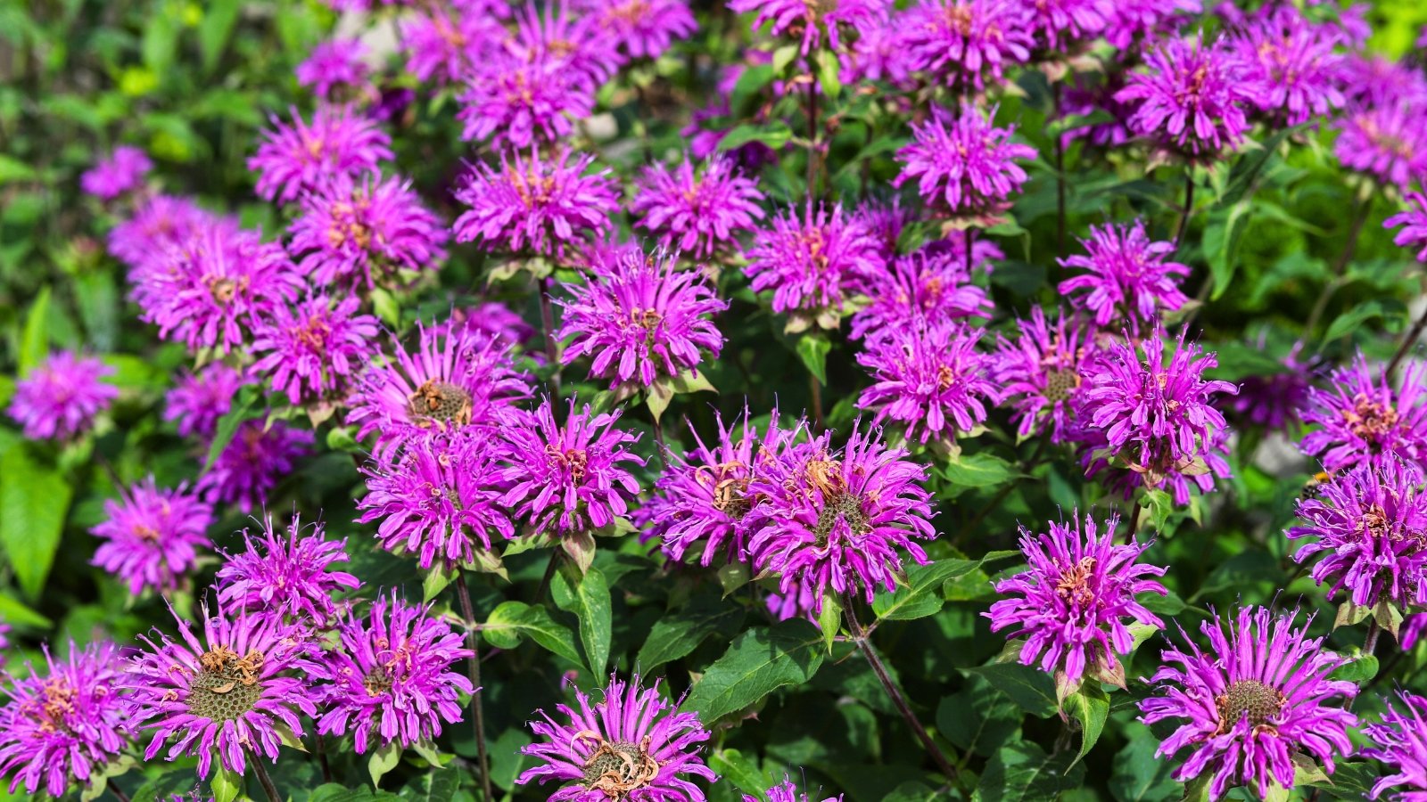 A lush field of vibrant fuchsia-purple spiky, thistle-like blossoms with reddish-brown hints, densely packed on green stems and foliage.
