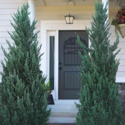 Moonglow Juniper Tree