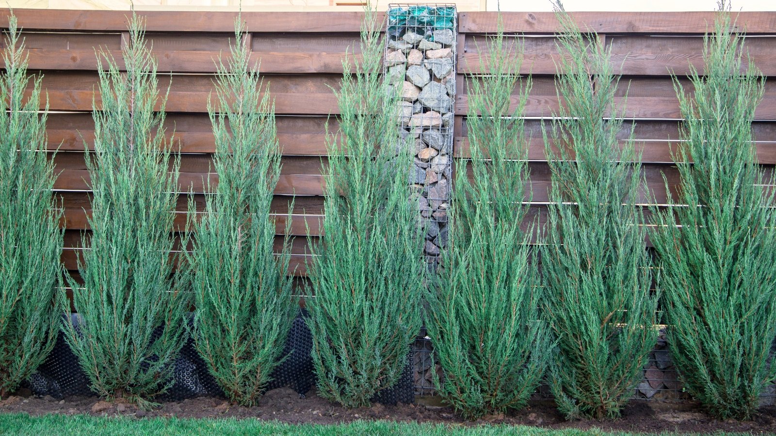 A row of compact, silvery-blue junipers with dense needle clusters growing neatly under a tall fence.
