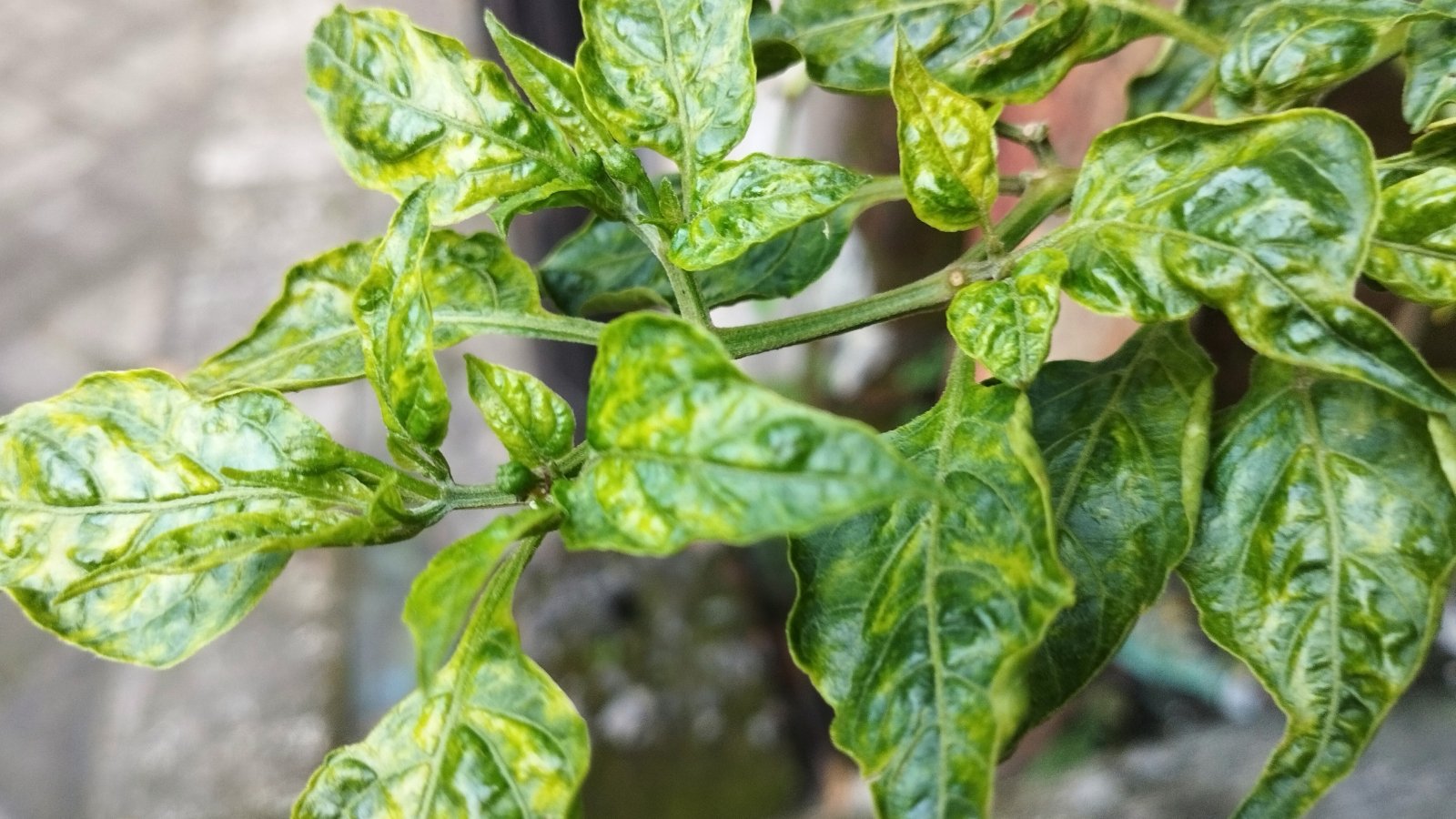Pepper plant leaves displaying light and dark green mottled patterns with distorted, curled edges due to Mosaic Virus infection.