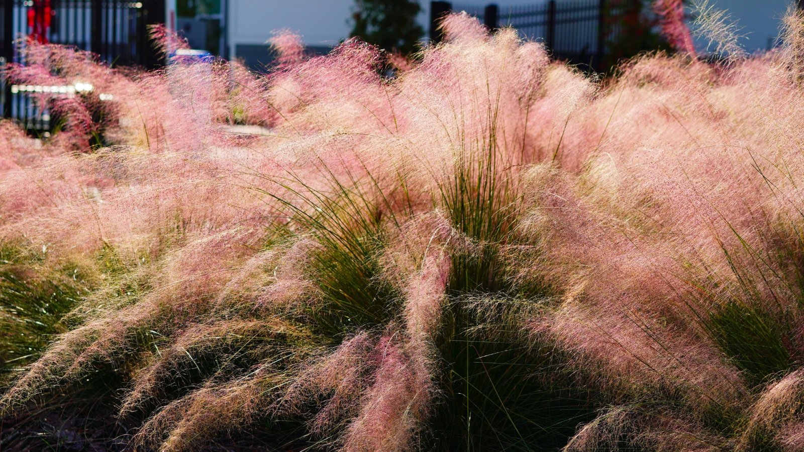 A field of fluffy, pink feathery plumes of grass with dark green bases, illuminated by warm light.