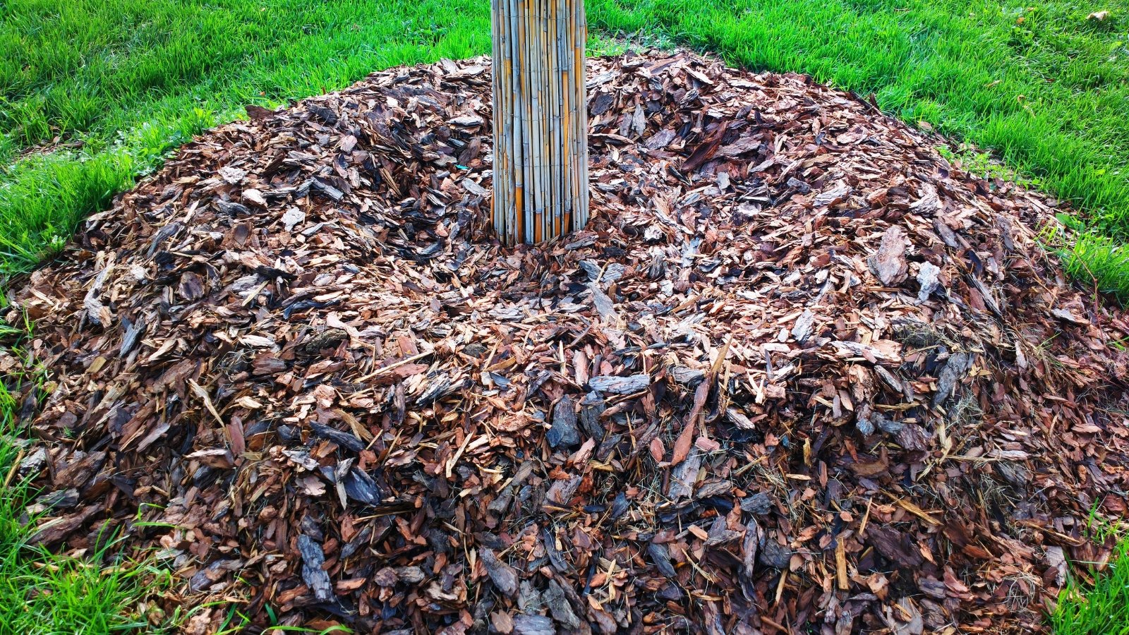 A tree trunk in the garden is surrounded by a mound of bark chips piled high in a volcano shape, covering the base in thick mulch.