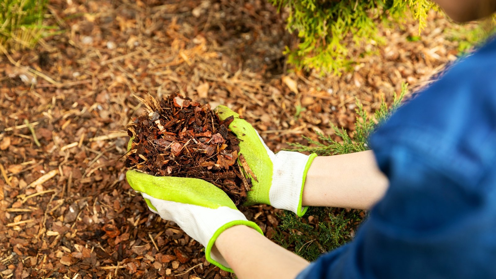 A gardener in green gloves adds coarse, reddish-brown pine bark to a neatly mulched garden bed of conifers.