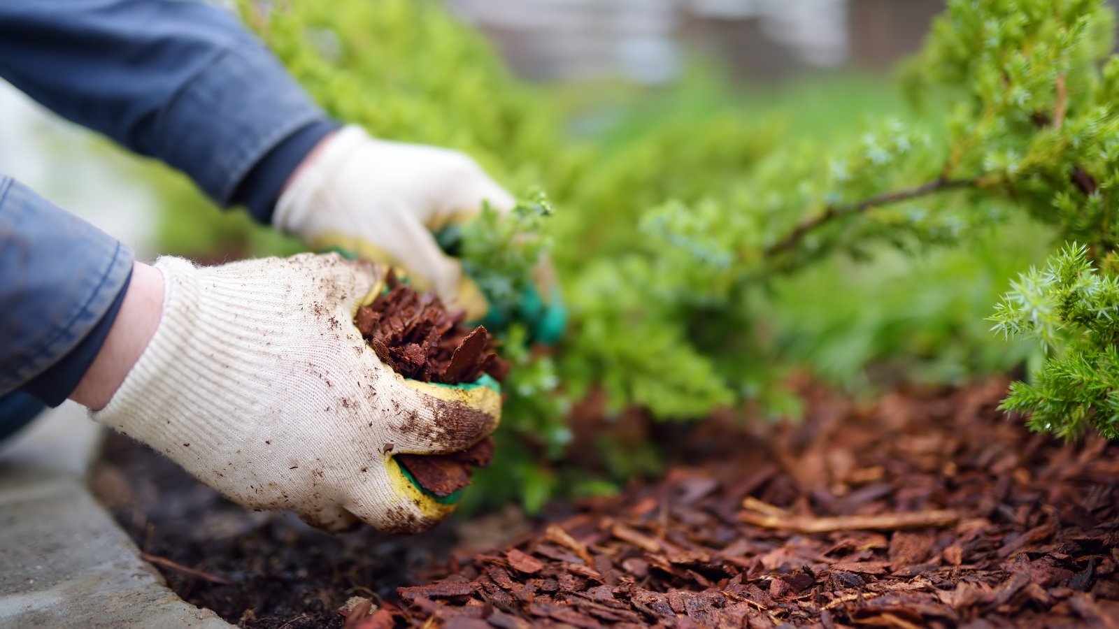 Gardener in white gloves mulching juniper plant with pine bark, close-up.