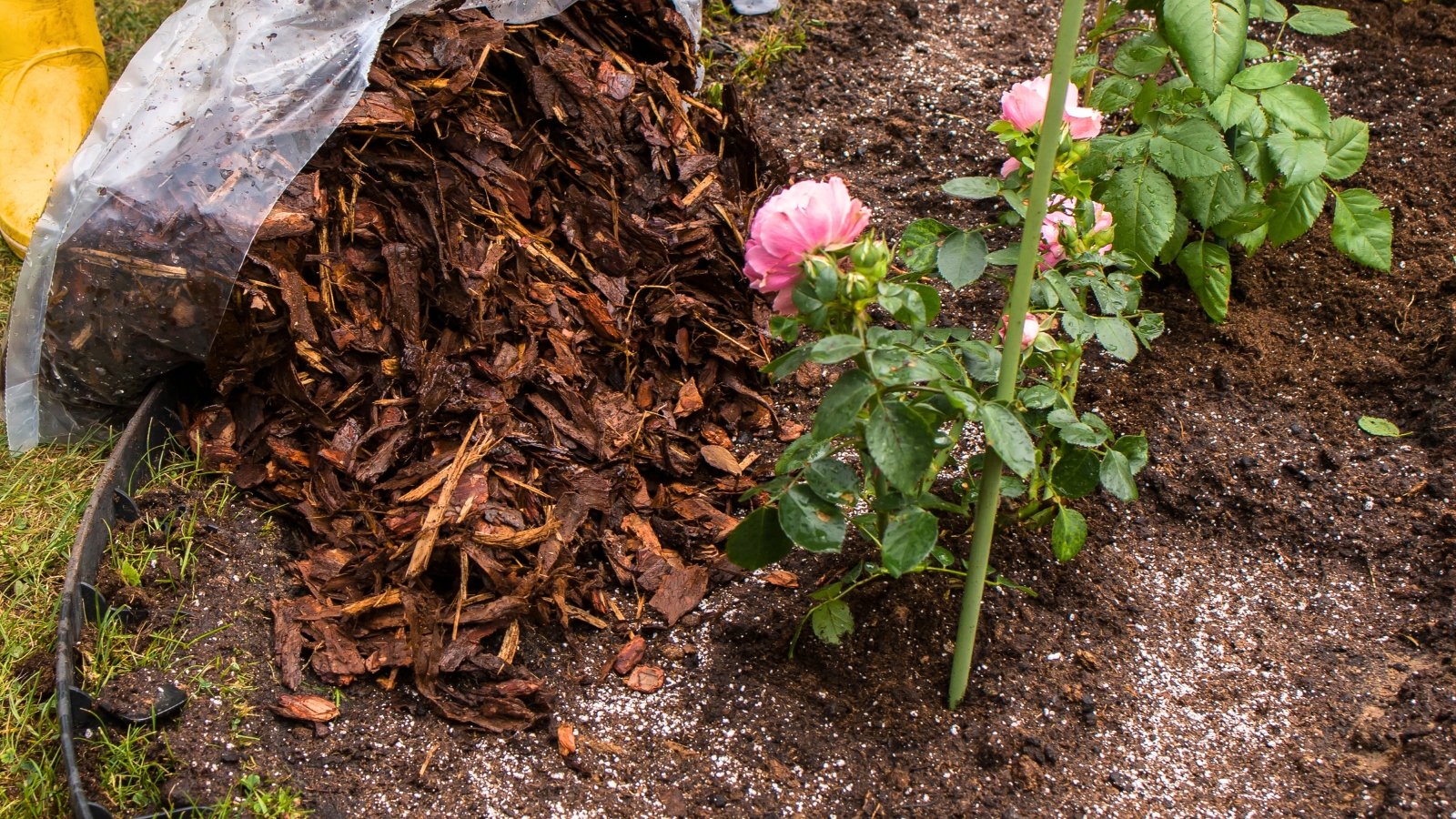 A gardener pours light brown wood chips from a clear plastic bag onto blooming young rose plants as mulch.