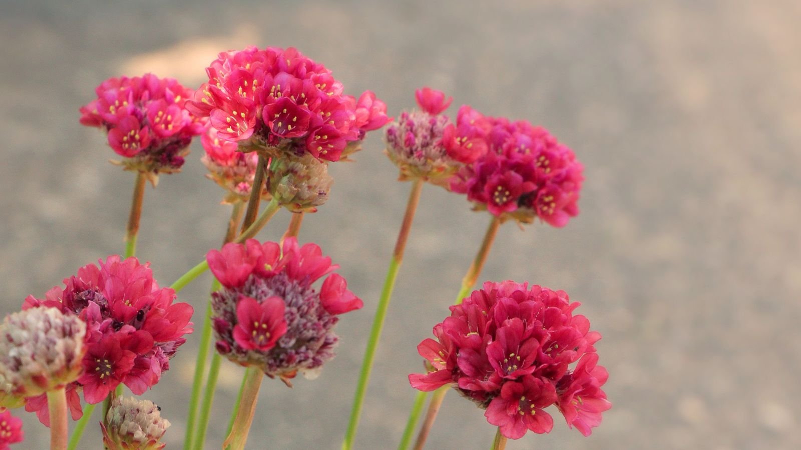 Multiple stems with vibrant scarlet blooms placed somewhere warm and sunny with concrete in the background