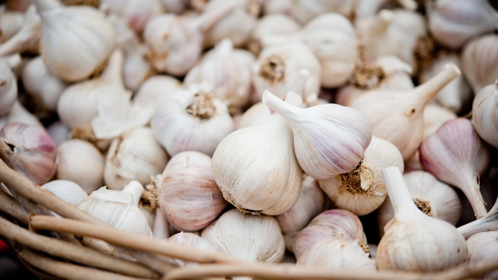 Plump, porcelain-skinned heads with a few large cloves wrapped in smooth, white papery skin in a large wicker basket.