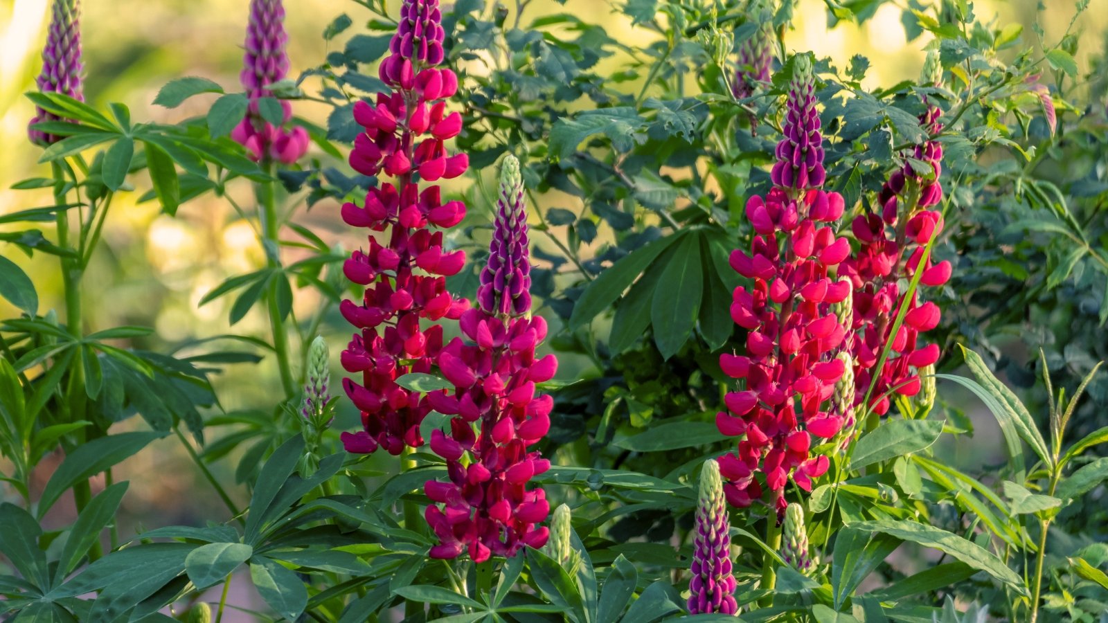 Tall spires of tightly packed red blooms rise above palmate green foliage in a bold vertical display.