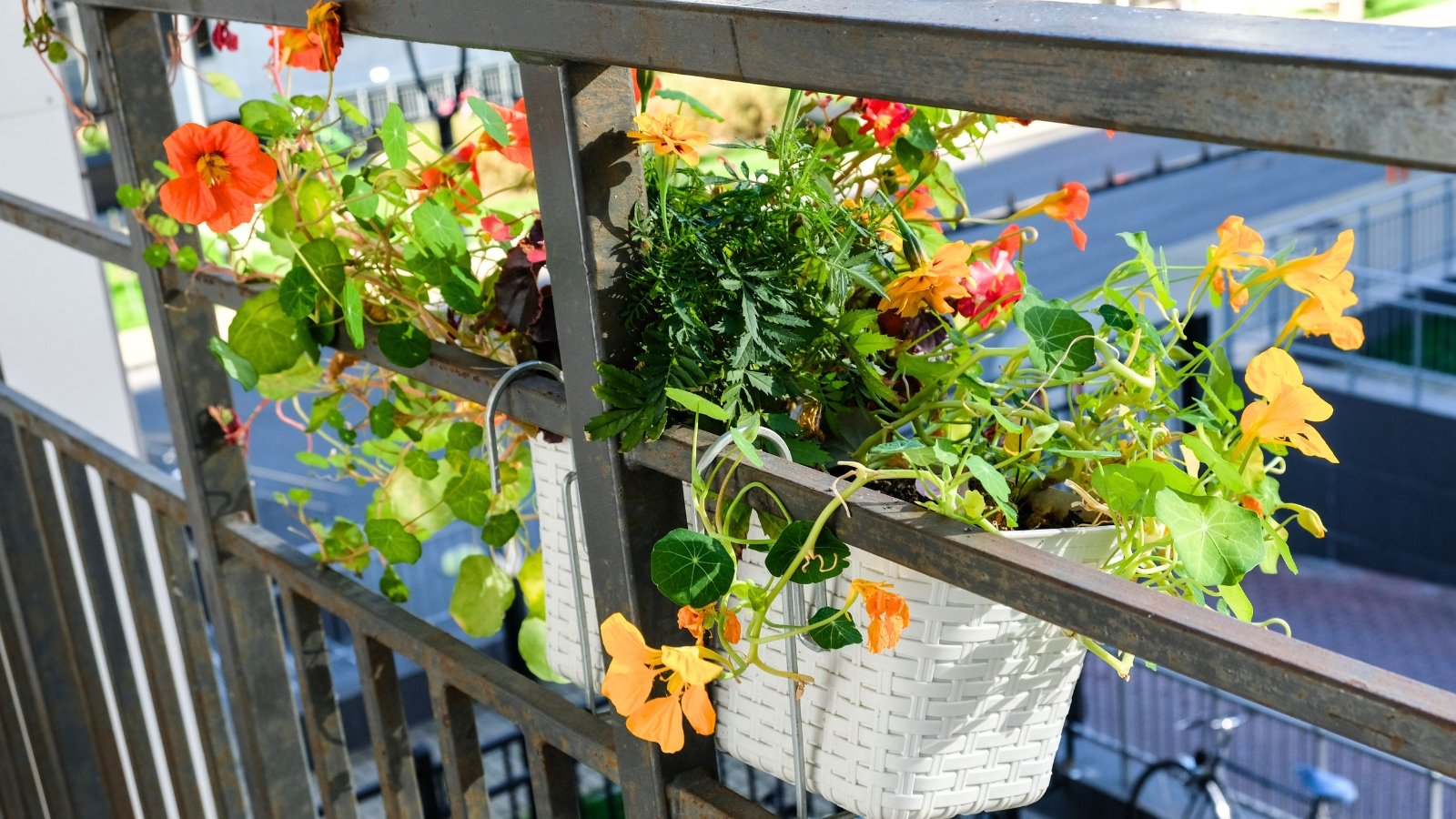 White hanging planters on a metal balcony railing overflow with vibrant orange and red trumpet-shaped flowers and round green leaves.