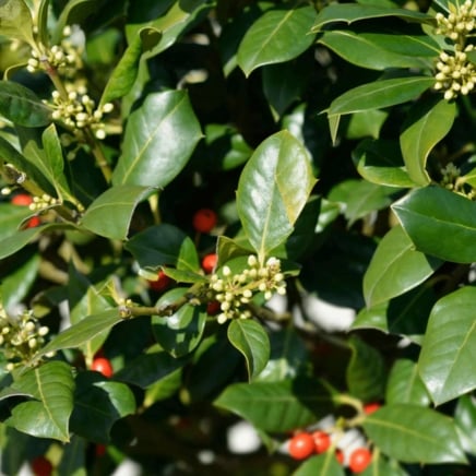 Nellie Stevens Holly