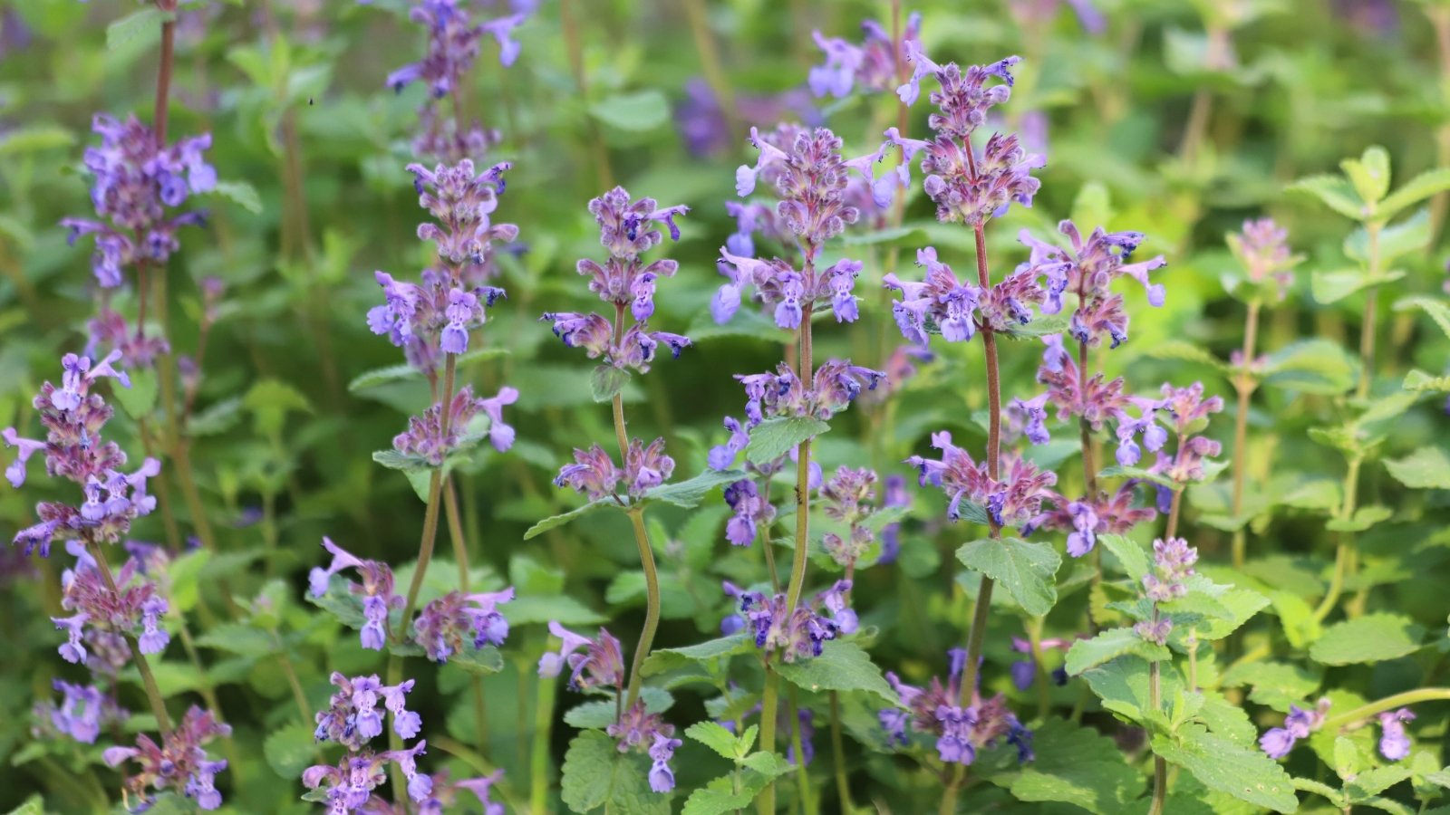 Spikes of tiny purple-blue flowers rise above gray-green aromatic leaves in a bushy mound.
