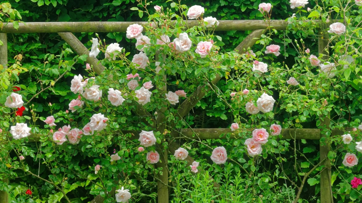 9 Recommended Roses for Clay Soil