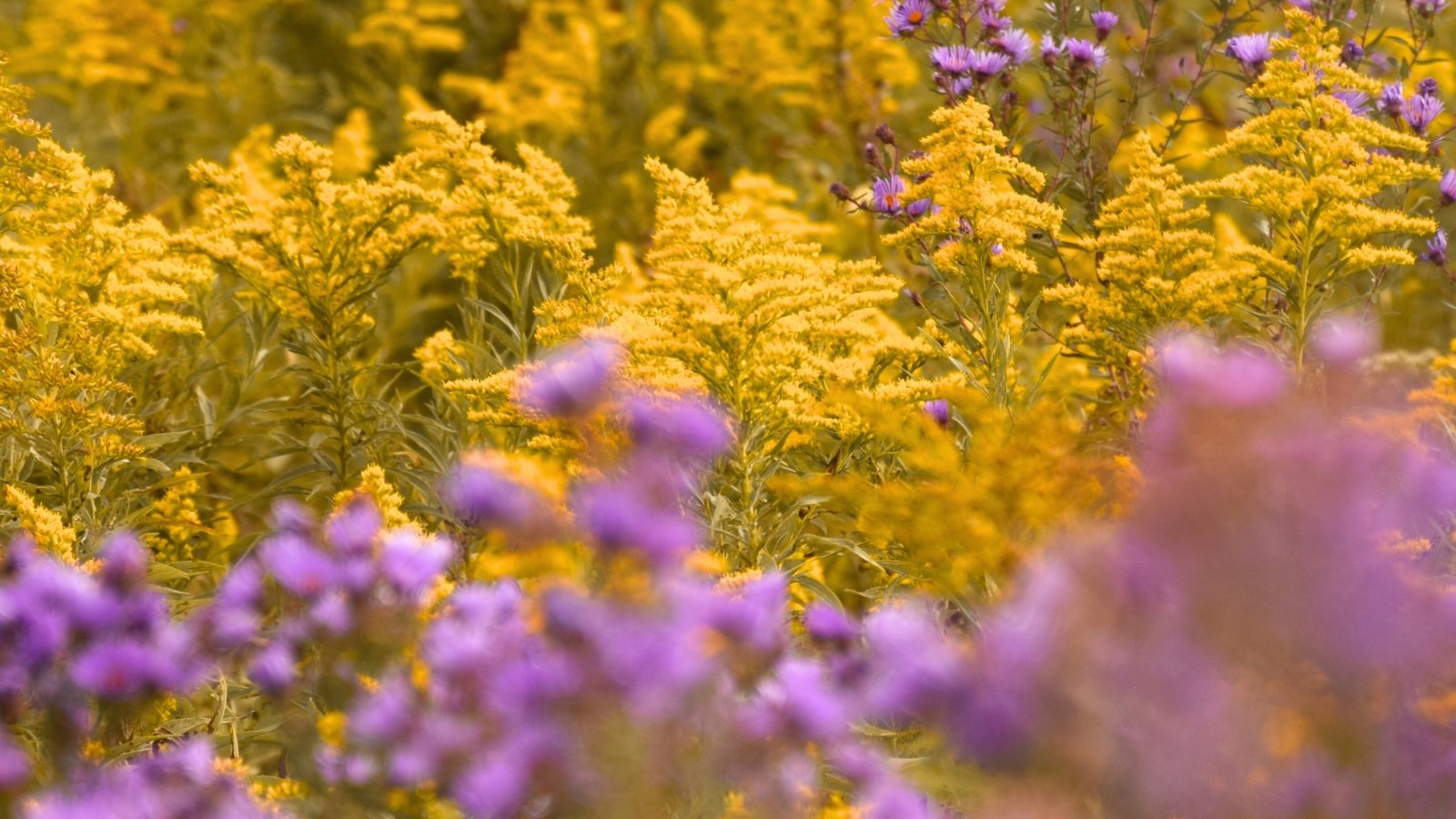 A dense field of fluffy yellow flower plumes stands tall, interspersed with clusters of small, daisy-like purple blossoms.