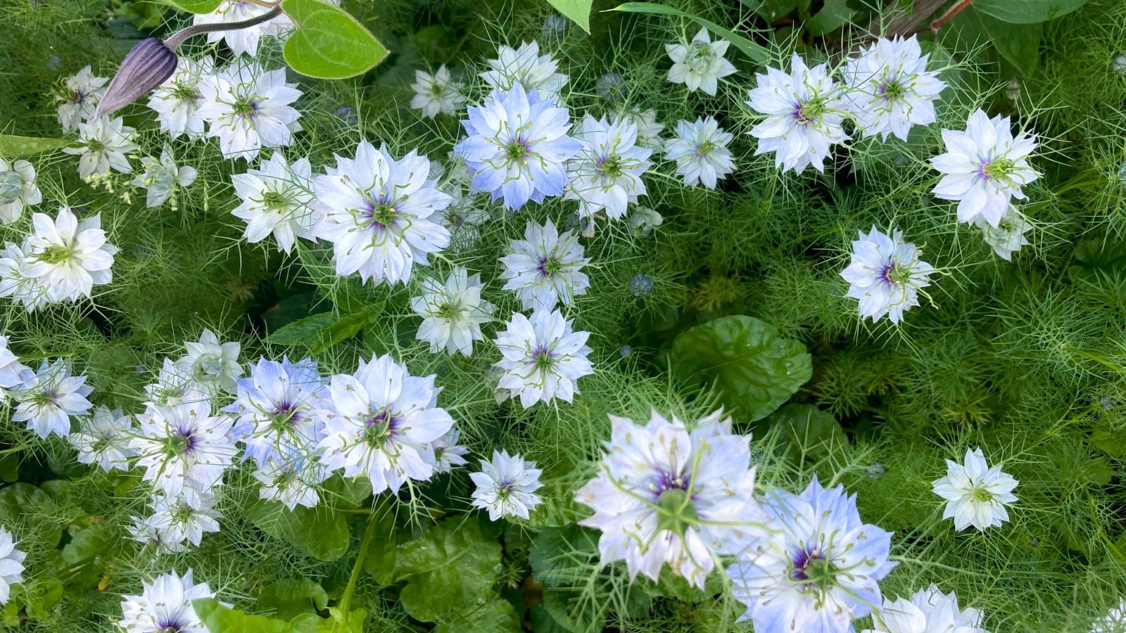 Delicate, airy light blue and white blossoms with intricate purple centers are surrounded by wispy, bright green, fern-like foliage.